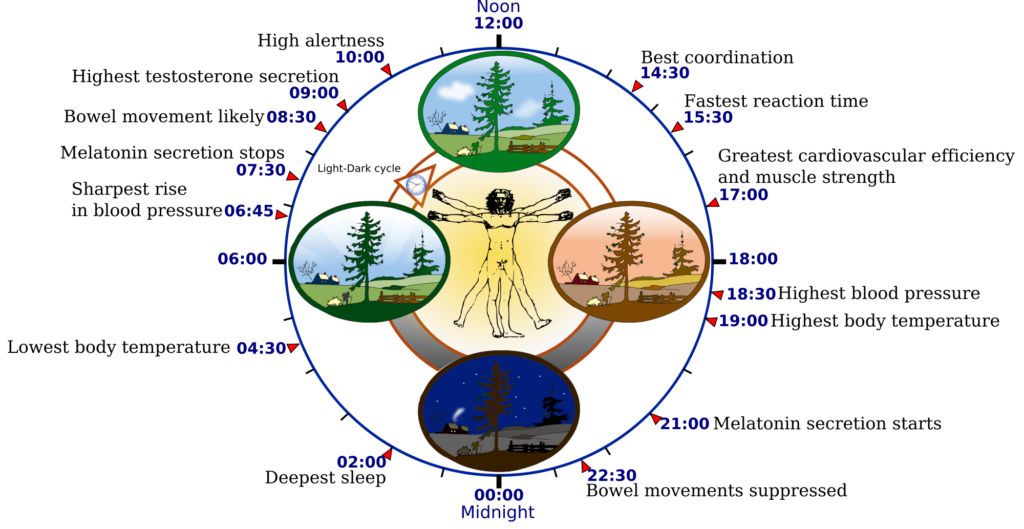 2000px biological clock human svg